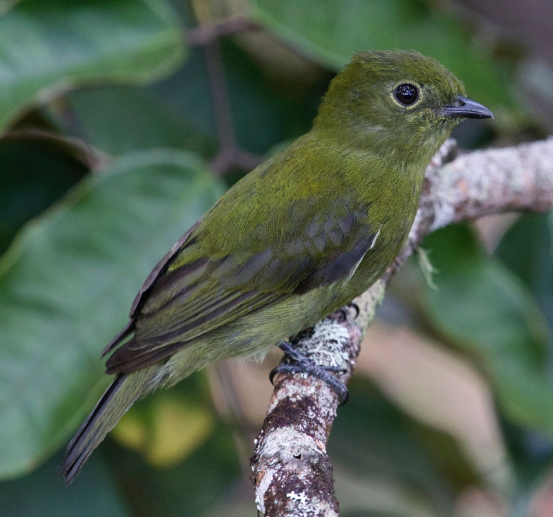 Olive Manakin