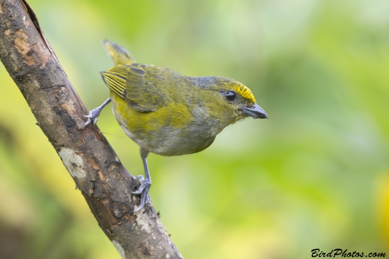 Orange-bellied Euphonia