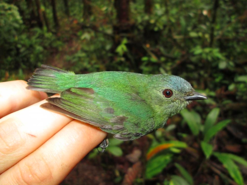 Orange-bellied Manakin