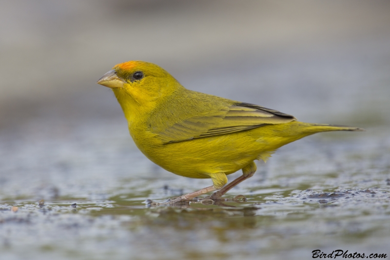 Orange-fronted Yellow Finch