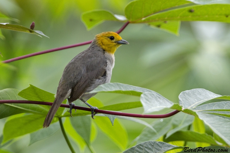 Orange-headed Tanager