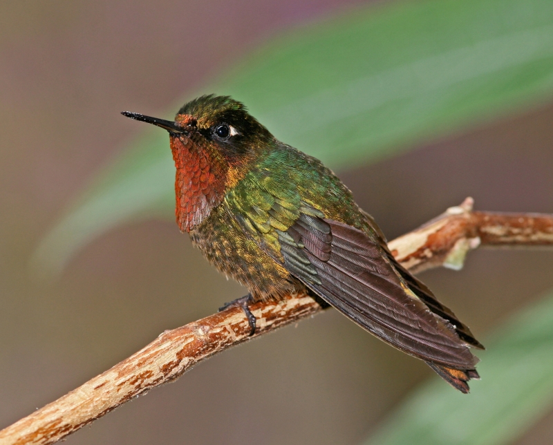 Orange-throated Sunangel