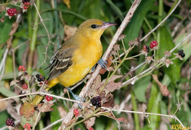 Orchard Oriole