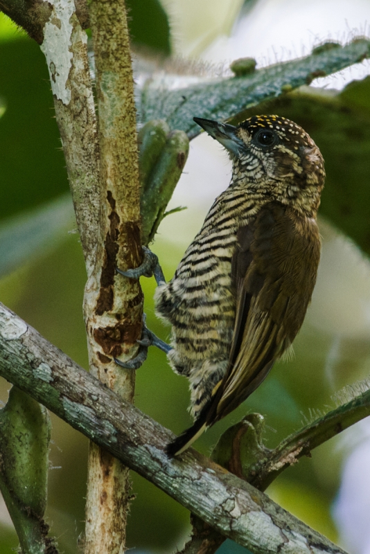 Orinoco Piculet