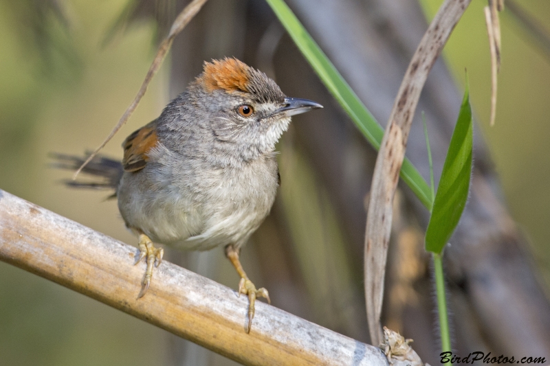 Pale-breasted Spinetail