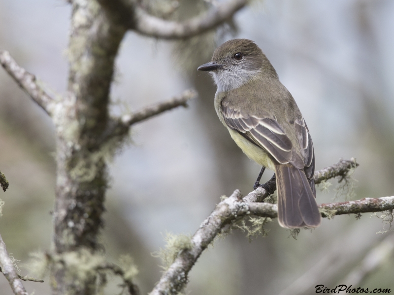 Pale-edged Flycatcher