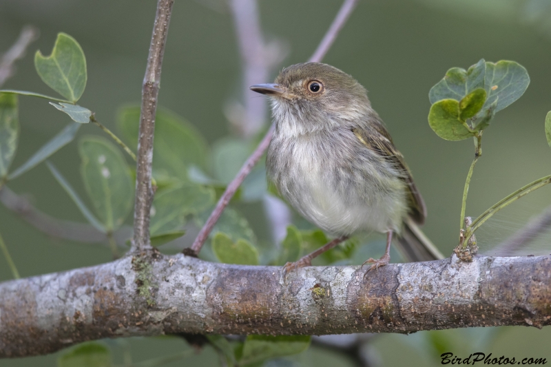 Pale-eyed Pygmy Tyrant