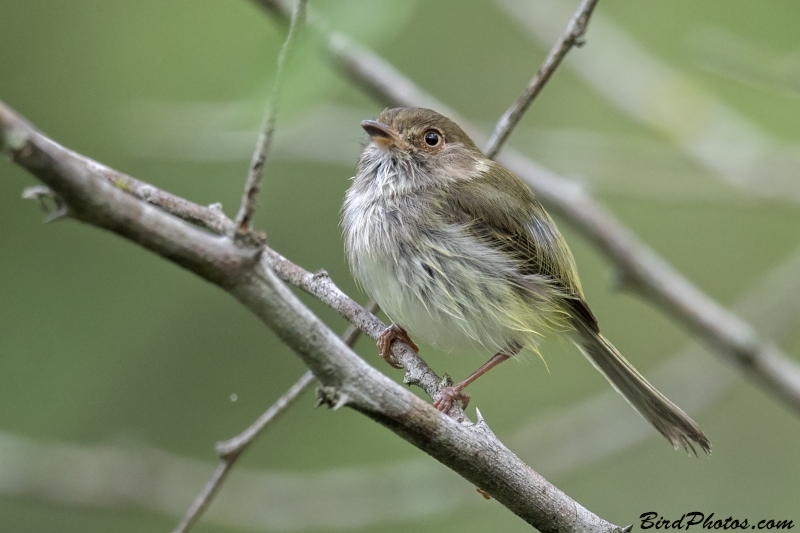 Pale-eyed Pygmy Tyrant