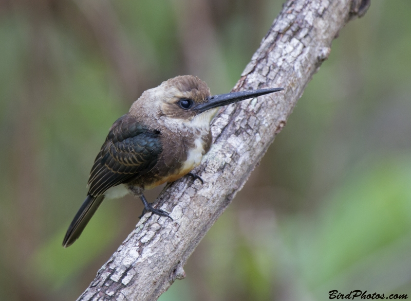 Pale-headed Jacamar