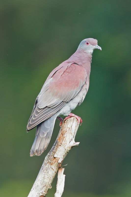 Pale-vented Pigeon