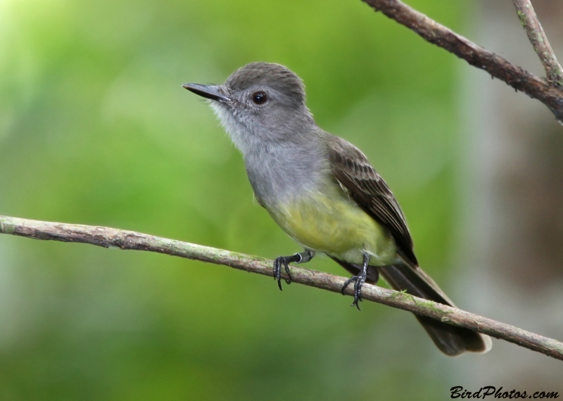 Panama Flycatcher