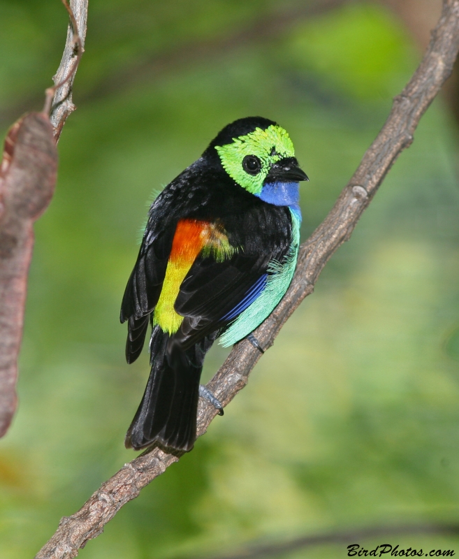 Paradise Tanager