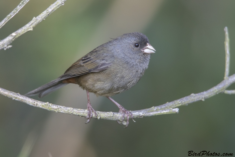 Paramo Seedeater