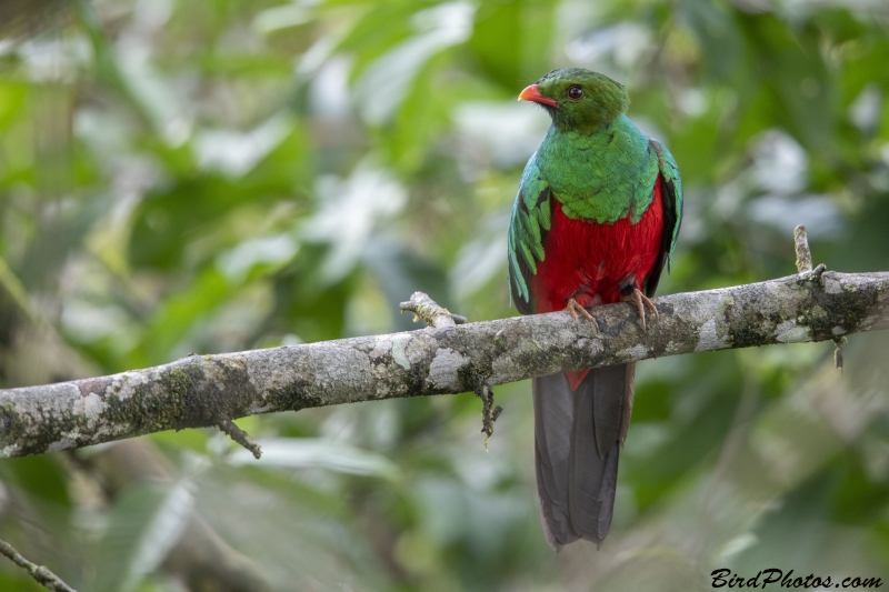 Pavonine Quetzal