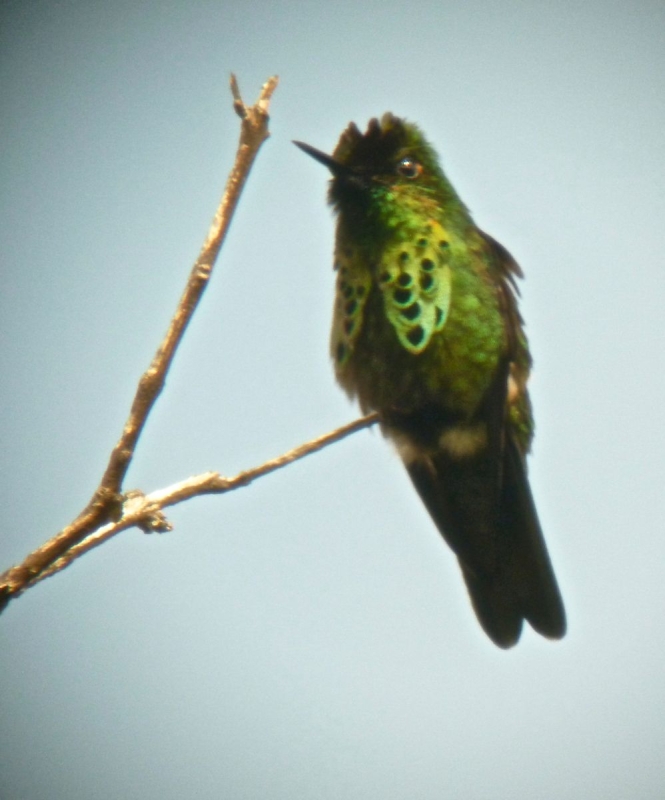 Peacock Coquette