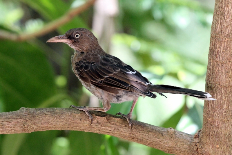 Pearly-eyed Thrasher