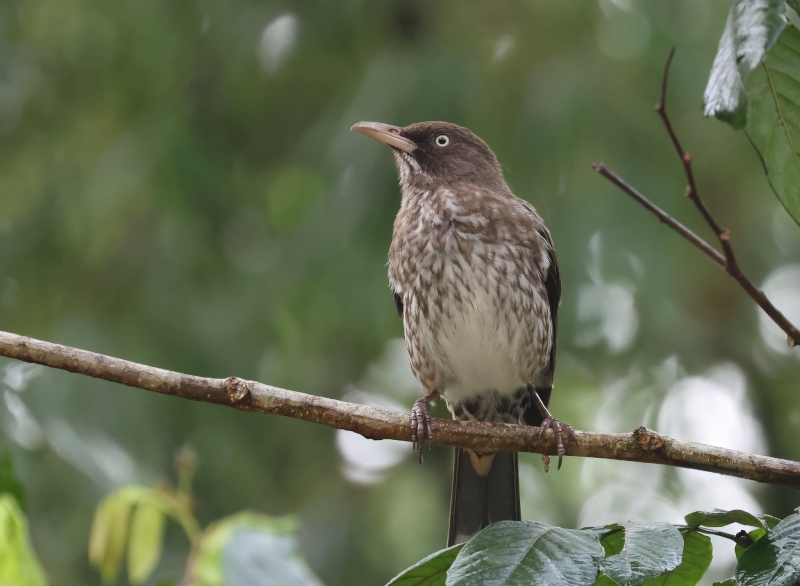 Pearly-eyed Thrasher