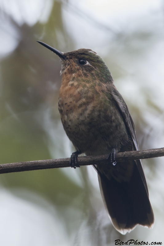 Perija Metaltail