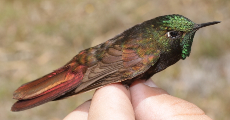 Perija Metaltail