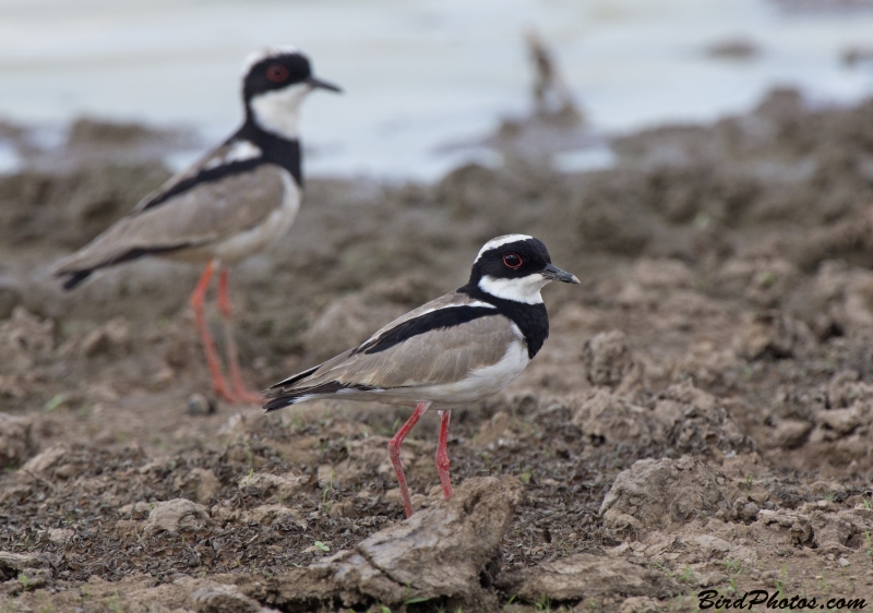 Pied Plover