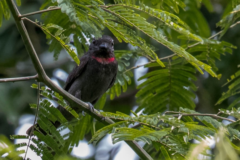 Pink-throated Becard