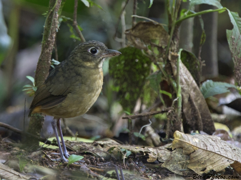 Plain-backed Antpitta