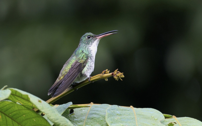 Plain-bellied Emerald