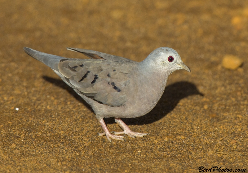 Plain-breasted Ground Dove