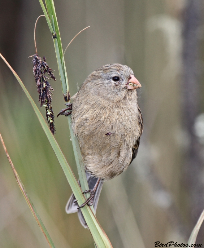 Plain-colored Seedeater