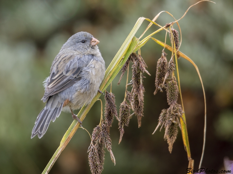 Plain-colored Seedeater