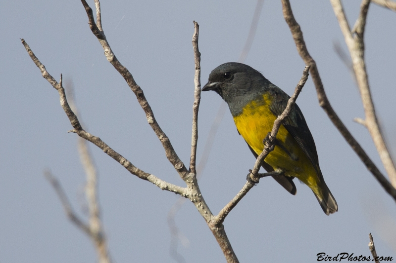 Plumbeous Euphonia