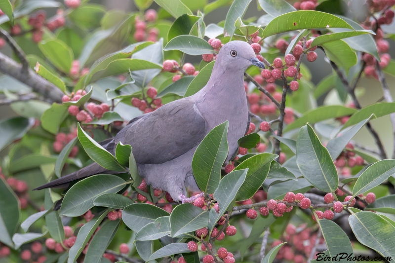 Plumbeous Pigeon