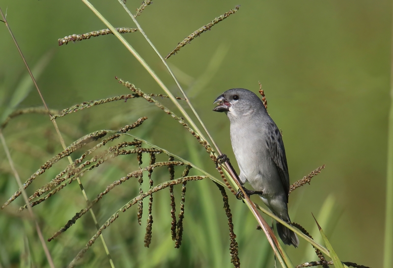 Plumbeous Seedeater