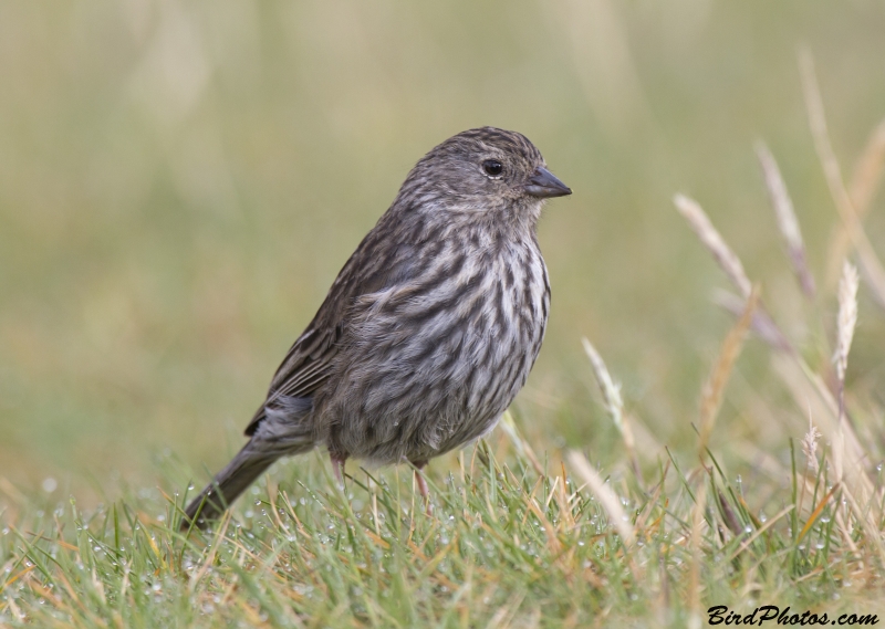 Plumbeous Sierra Finch