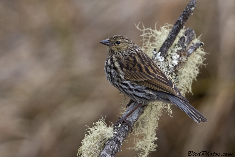 Plumbeous Sierra Finch