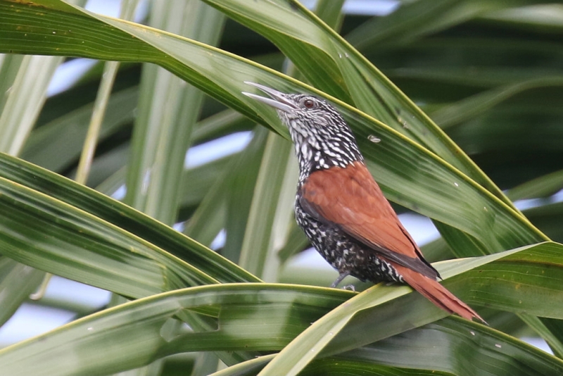 Point-tailed Palmcreeper