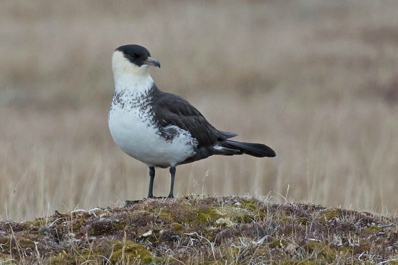 Pomarine Jaeger