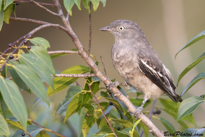 Pompadour Cotinga