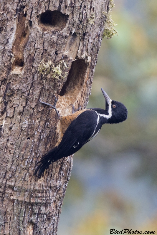 Powerful Woodpecker