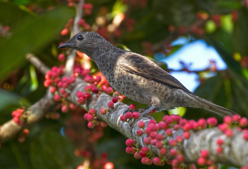 Purple-breasted Cotinga