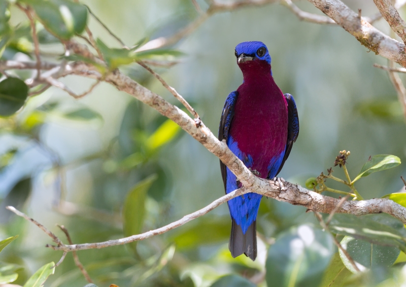 Purple-breasted Cotinga