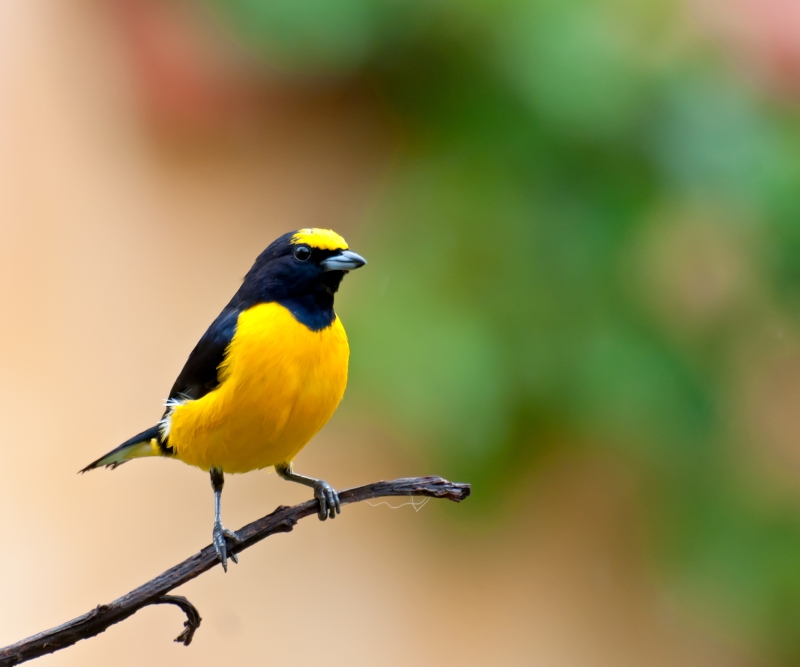 Purple-throated Euphonia