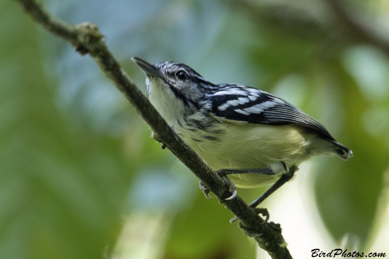 Pygmy Antwren