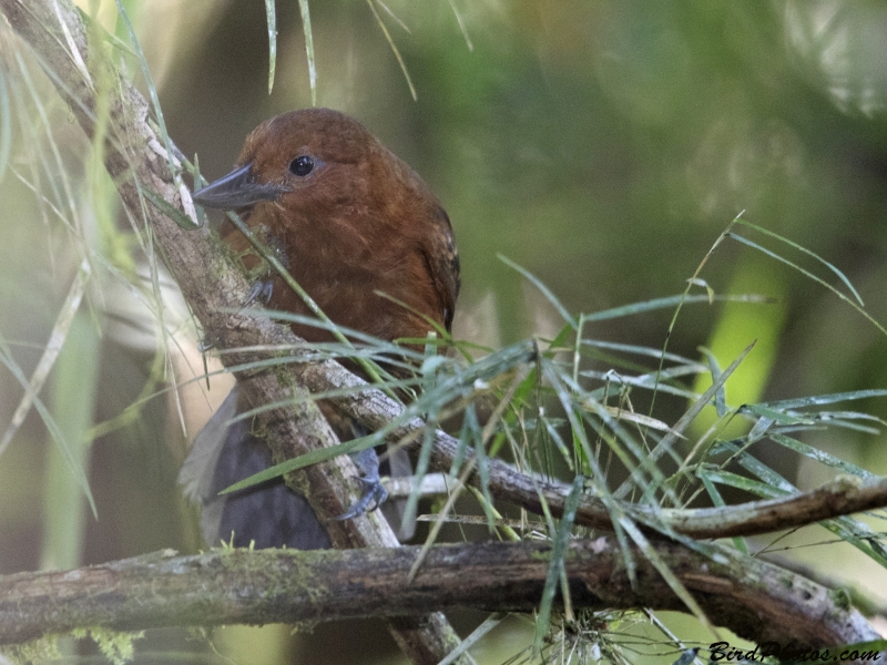 Recurve-billed Bushbird