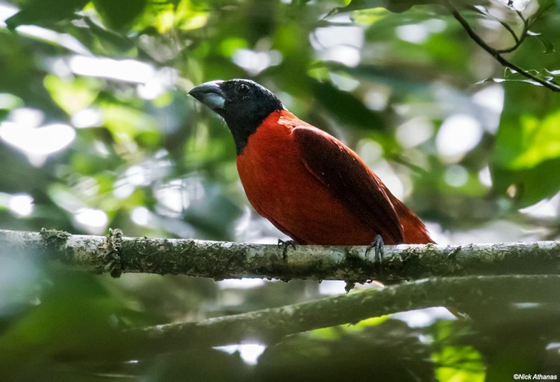 Red-and-black Grosbeak