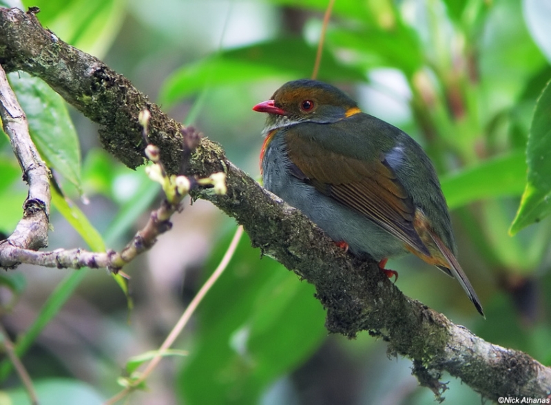 Red-banded Fruiteater