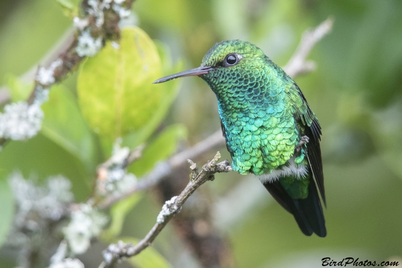 Red-billed Emerald