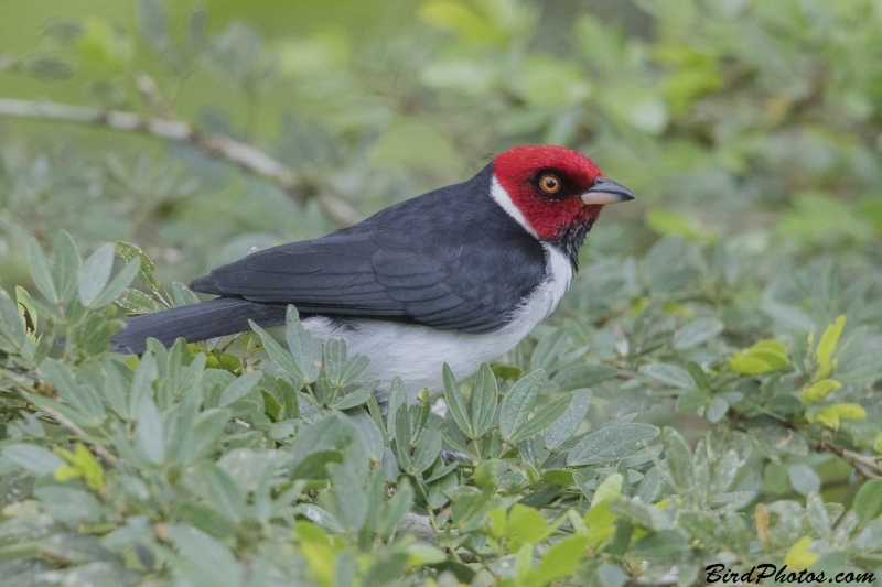 Red-capped Cardinal