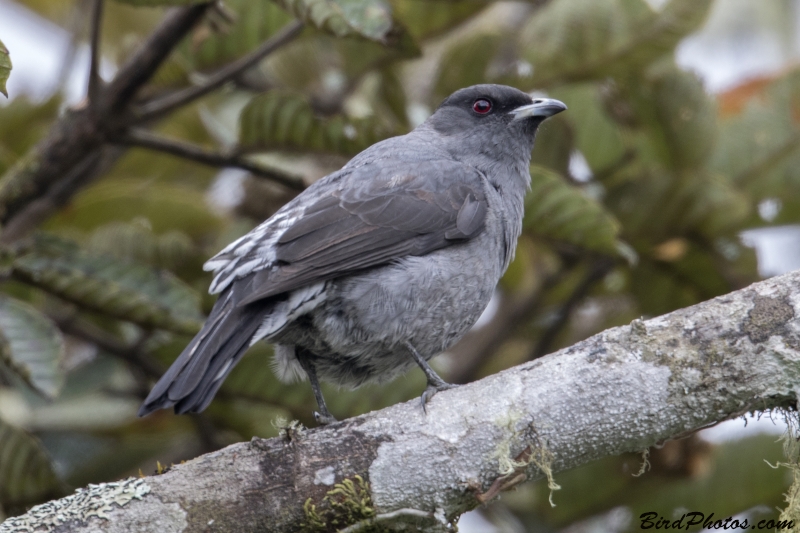 Red-crested Cotinga