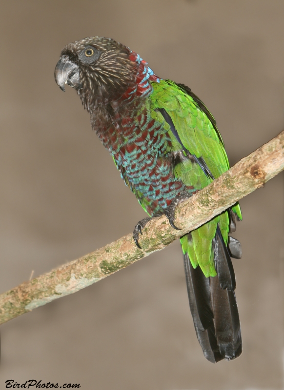 Red-fan Parrot